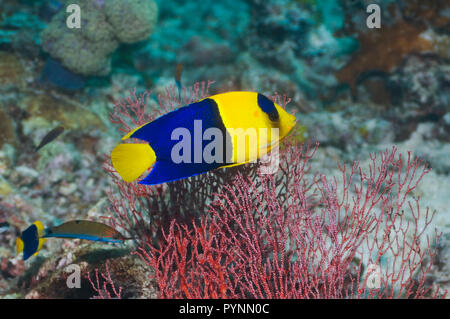 Poissons-anges (Centropyge bicolor bicolor). Misool, Raja Ampat, Papouasie occidentale, en Indonésie. Banque D'Images