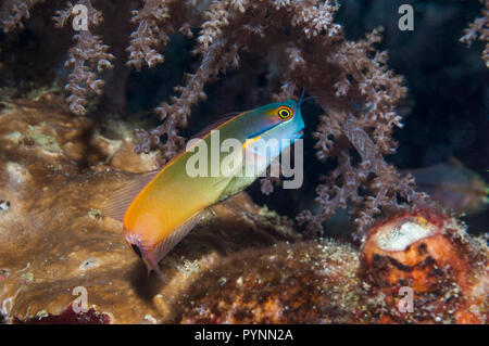 Tailspot blennie [Ecsenius stigmatura]. Raja Ampat, Papouasie occidentale, en Indonésie. Banque D'Images