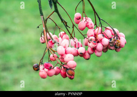 Rowan de frêne de montagne, Sorbus 'Chamois Glowing Pink'.baies de Sorbus d'automne Banque D'Images