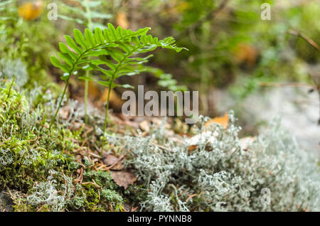 Touffe de fougères et lichens blanc norvégien à Oslo kommune forêt d'automne. Banque D'Images