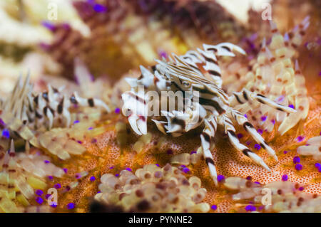 Urchin crab (Zebrida adamsii) sur le feu (Asthonosoma varium oursin). Trouvés en association avec plusieurs espèces d'Urchin. Rinca, Indonésie. Banque D'Images