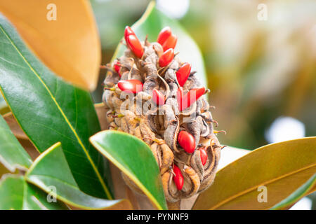 Fruits mûrs de Magnolia grandiflora avec ses graines Banque D'Images