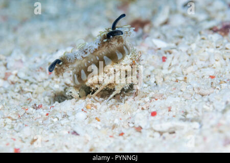 [Crabe oursin Dorippe frascone] portant un l'envers les méduses [Andromède Cassiopée] sur le dos. Triton Bay, en Papouasie occidentale, en Indonésie. Banque D'Images