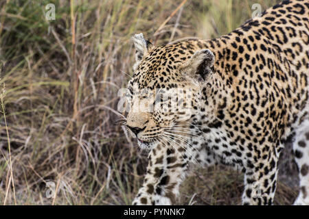 Femme léopard (Panthera pardus) marcher dans l'herbe haute dans le Sabi Sands, Afrique du Sud, Kruger Banque D'Images