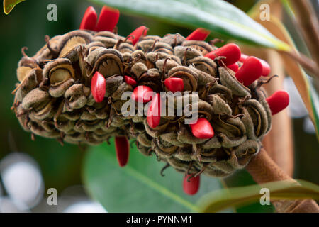 Fruits mûrs de Magnolia grandiflora avec ses graines Banque D'Images