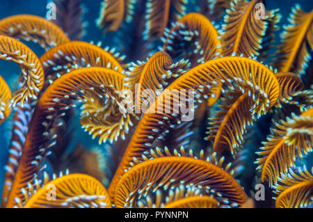 Crinoïde ou Featherstar. Triton Bay, en Papouasie occidentale, en Indonésie. Banque D'Images