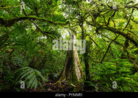 La végétation luxuriante jungle sous-bois dans la forêt tropicale dense de Munduk, île de Bali, Indonésie Banque D'Images