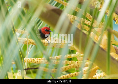 Crimson permanent sunbird sur palm tree branch, Banda Neira, Indonésie Banque D'Images