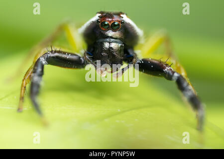 Fermer macro portrait de Mopsus Mormon thomisidae avec un visage de singe, trouvés en Indonésie jungle, commune dans l'Australie. Banque D'Images