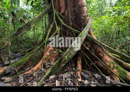 Figuier d'étrangler un autre arbre dans l'île de Aru, Papouasie, Indonésie jungle Banque D'Images