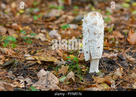 Tall white toadstool à woodland Banque D'Images