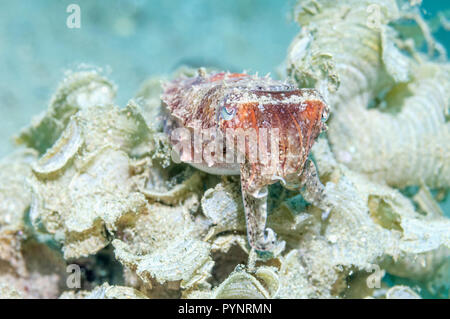 La seiche papoue [Sépia papuensis] perché sur Funnelweed gymnospora.] [Padina Ambon en Indonésie. Banque D'Images