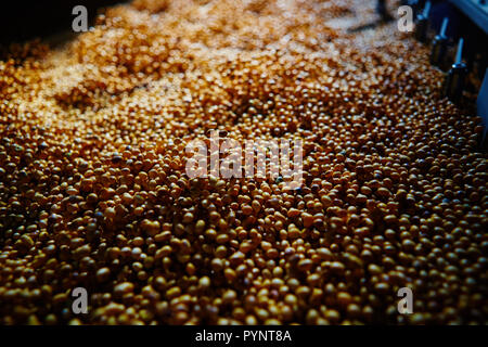 La graine de soja avant de se fissurer. Shallow dof Banque D'Images