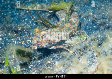 Dactyolopus dactylopus dragonet Fingered []. Détroit de Lembeh, au nord de Sulawesi, Indonésie. Banque D'Images