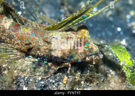 Dactyolopus dactylopus dragonet Fingered []. Détroit de Lembeh, au nord de Sulawesi, Indonésie. Banque D'Images