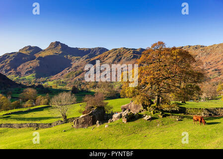 Le Langdale Pikes dans le Langsale, le pays des lacs. Nord-ouest de l'Angleterre. Couleurs d'automne Banque D'Images
