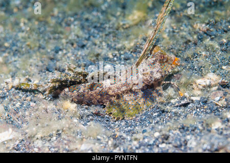 Dactyolopus dactylopus dragonet Fingered []. Détroit de Lembeh, au nord de Sulawesi, Indonésie. Banque D'Images