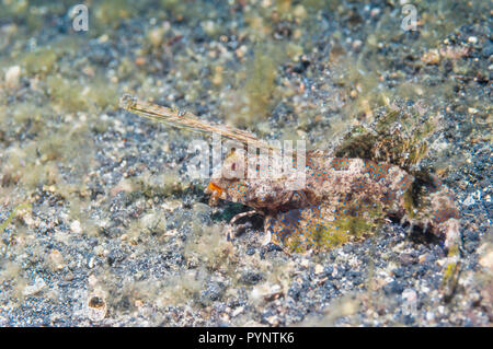Dactyolopus dactylopus dragonet Fingered []. Détroit de Lembeh, au nord de Sulawesi, Indonésie. Banque D'Images