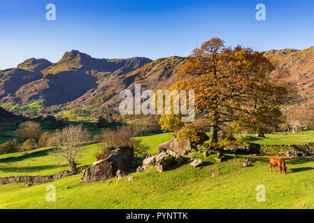 Le Langdale Pikes dans le Langsale, le pays des lacs. Nord-ouest de l'Angleterre. Couleurs d'automne Banque D'Images