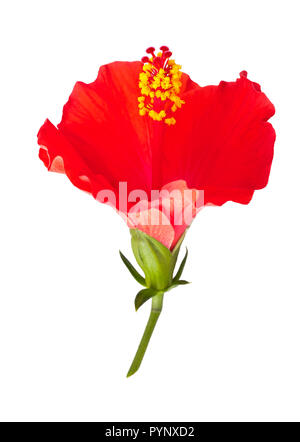 Fleur d'hibiscus rouge isolé sur fond blanc Banque D'Images