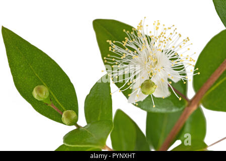 Direction générale de fleurs de myrte commun isolated on white Banque D'Images