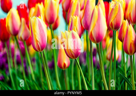 Close up de tulipes panachées sur de longues tiges. Banque D'Images