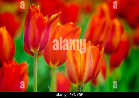 Close up de tulipes panachées jaune et rouge à l'aide d'un soft focus. Banque D'Images