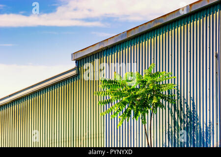 Un arbre isolé se dresse contre un hangar de métal ondulé sous un ciel bleu avec des nuages blancs. Banque D'Images