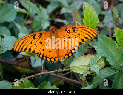 Gulf fritillary papillon Agraulis vanillae ou passion parmi les dunes à nourrir près de Tybee Island nous Savannah en Géorgie Banque D'Images