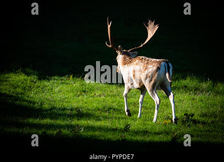 Cerf daim Dama dama en fin d'été portant un bel ensemble de bois spatulés en préparation pour l'automne - rut Ashton Court Bristol UK Banque D'Images