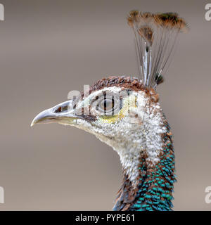 Portrait de femme (Peacock Pavo cristatus) close up avec arrière-plan flou Banque D'Images