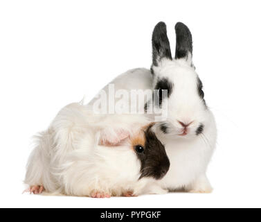 Lapin de Dalmatie, l'âge de 2 mois, et un cochon d'Abyssinie, Cavia porcellus, in front of white background Banque D'Images