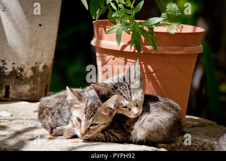 Chatons endormis dans le soleil Banque D'Images