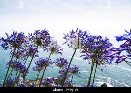 Bleu et violet Agapanthus ou African lily plantes poussant à Cornwall UK donnant sur la mer en été Banque D'Images