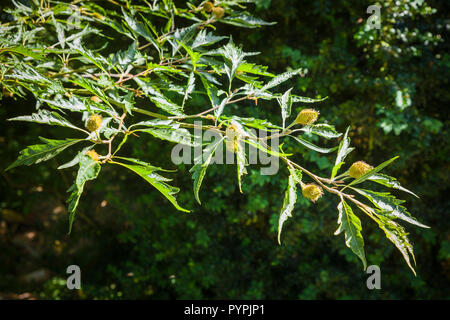 Fagus sylvatica Asplenifolia montrant fruits embryonnaires au début de l'été dans un jardin anglais Banque D'Images