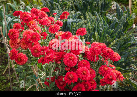 Des chrysanthèmes Hardy de la série, aux côtés de Pennine de plus en plus de légumes, la floraison en octobre et prêts pour la coupe de l'intérieur en UK Banque D'Images