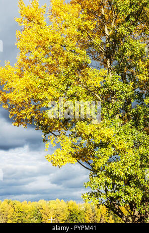 Peuplier noir, Populus nigra, feuillage de l'automne, sur les rives du Danube, en Autriche Banque D'Images