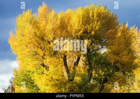 Populus nigra arbre, feuilles d'arbre jaune d'automne, feuillage, vieux banc d'arbres du Danube, Autriche, arbre de peuplier noir arbres à feuilles caduques jaunissant Banque D'Images