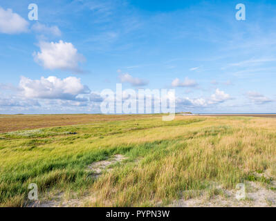 Les marais salés avec du sable la table et l'ammophile et lavande de mer en réserve naturelle Boschplaat sur l'île de Terschelling, Pays-Bas Banque D'Images