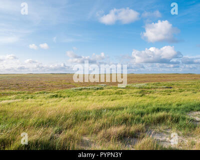 Les marais salés avec du sable la table et l'ammophile et lavande de mer en réserve naturelle Boschplaat sur l'île de Terschelling, Pays-Bas Banque D'Images