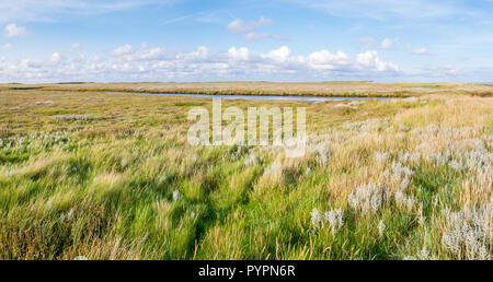 Panorama des marais avec ruisseau, du sable et de la table de l'ammophile et lavande de mer en réserve naturelle Boschplaat sur l'île de Terschelling, Pays-Bas Banque D'Images