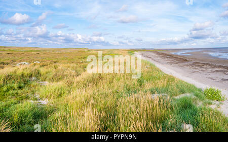 Les marais salés avec la lavande de mer, dunes de sable la table et l'ammophile et des battures à marée basse sur la mer des Wadden de Boschplaat, Terschelling, Netherla Banque D'Images