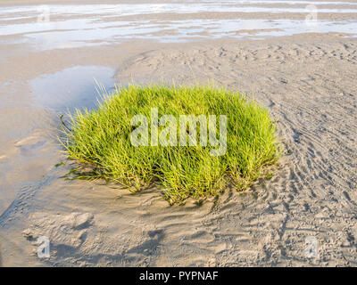 Sandflat à marée basse l'ecr de spartine Spartina anglica, commune, mer des Wadden, Pays-Bas Banque D'Images