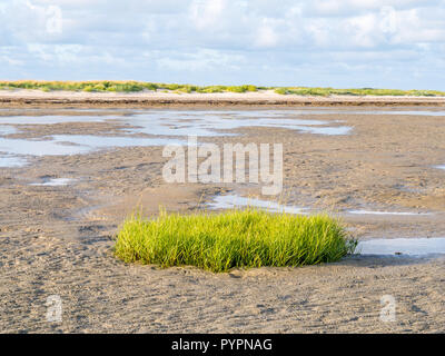 Sod de spartine Spartina anglica, commune, croissant sur les près de la plage de la réserve naturelle Boschplaat, Terschelling, Pays-Bas Banque D'Images