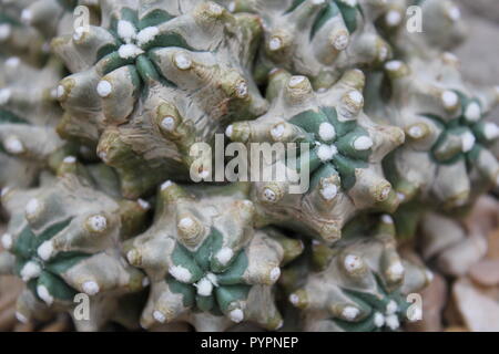 Euphorbia lactea forma cristata, elkhorn a créé et ondulant plante du désert poussant dans le jardin du désert. Banque D'Images