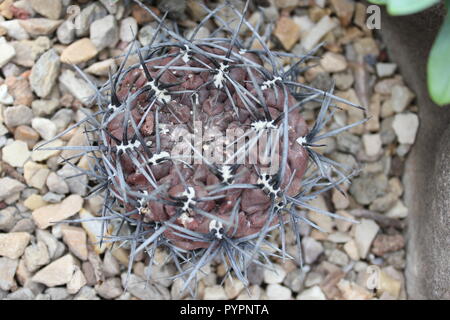 Cactus rouge plante du désert avec des épines grises poussant dans le jardin du désert. Banque D'Images