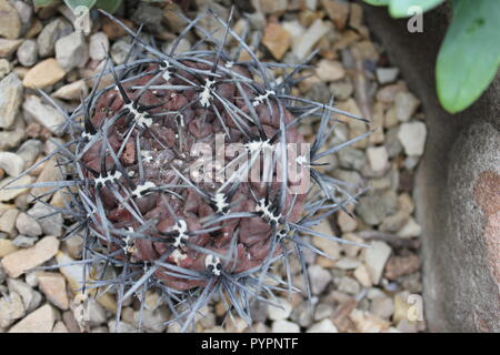 Cactus rouge plante du désert avec des épines grises poussant dans le jardin du désert. Banque D'Images