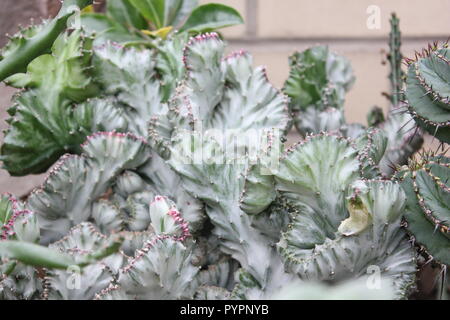 Euphorbia lactea forma cristata, elkhorn a créé et ondulant plante du désert poussant dans le jardin du désert. Banque D'Images