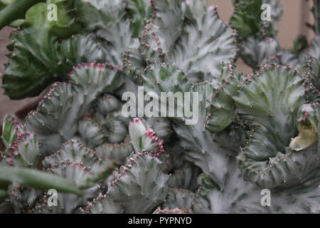 Euphorbia lactea forma cristata, elkhorn a créé et ondulant plante du désert poussant dans le jardin du désert. Banque D'Images