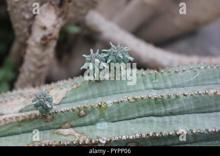 Mignon petit bébé euphorbia plantes du désert poussant sur le cactus Mummy poussant dans la prairie. Banque D'Images